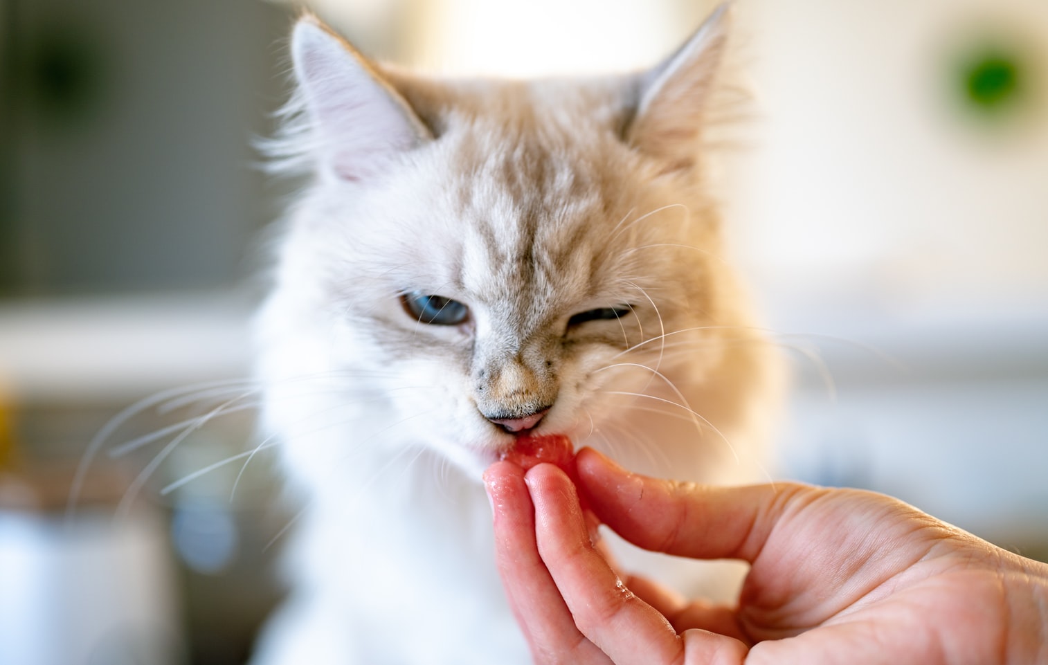 Cat scrunching face at food held out by human hand.