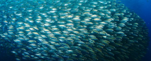 As the oceans warm, marine life faces extinction levels that rival the dinosaurs' end