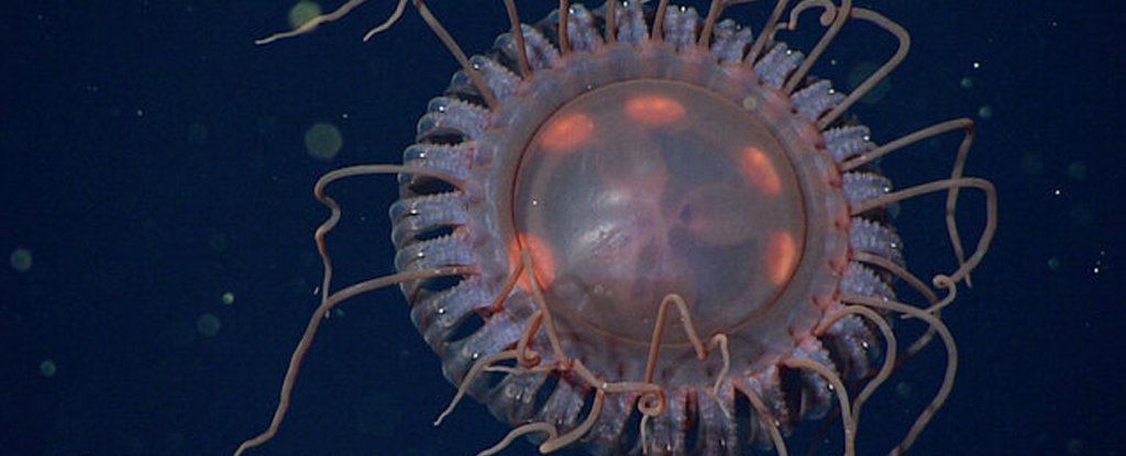 Distinctive New Species of Crowned Medusa Makes Experts Reevaluate Jellyfish Roy..