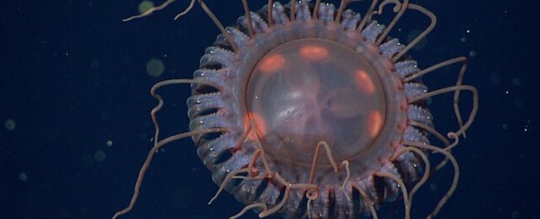 Distinctive new species of crowned medusa makes experts reevaluate jellyfish royalty