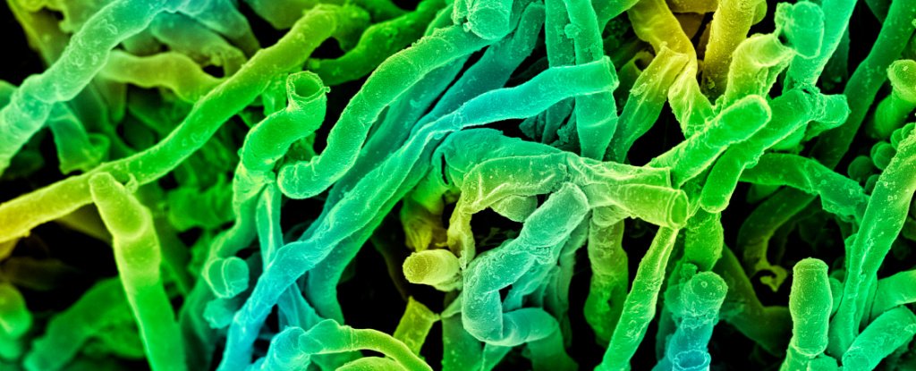 Este ‘supercúmulo’ de un raro microbio del suelo podría producir algunas nuevas drogas asombrosas