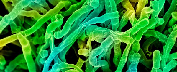 This 'supercluster' from a rare soil microbe could yield some amazing new drugs