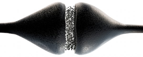Scientists find an enzyme that may stop brain activity getting out of control