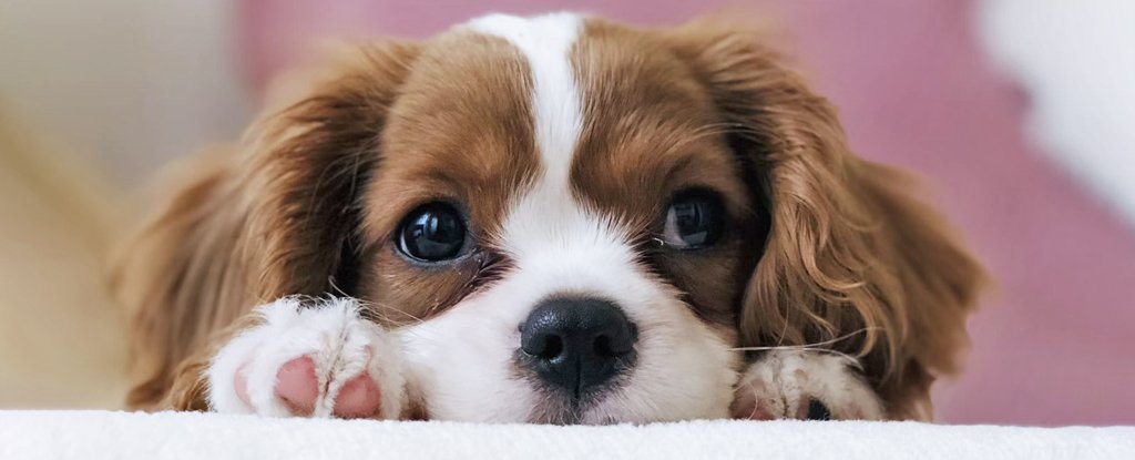 Here's The Genetic Reason We Find Puppy Dogs So Gosh Dang Irresistible
