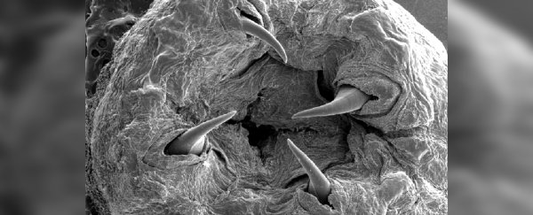 We finally know how the nightmarish bloodworm grows fangs made of metal
