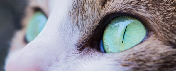 Annoying cat parasite has again been linked to psychotic episodes, but only in men