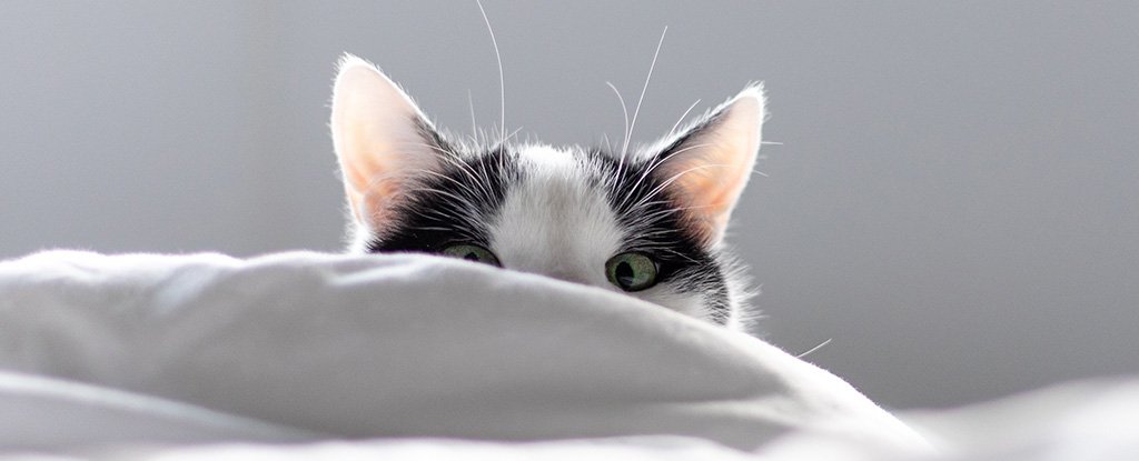 Is Your Cat Waking You Up at Night?
