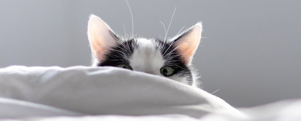 Does your cat keep waking you up stupidly early? These expert tips could help