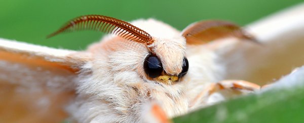 The two drivers of massive insect population die-off have finally been identified