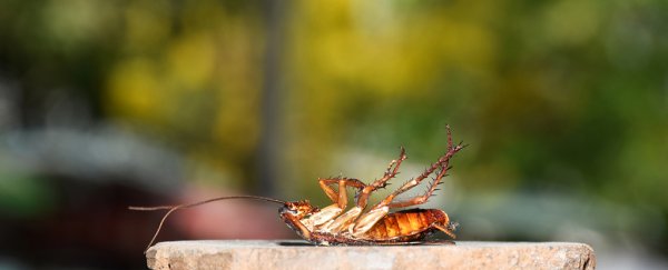 They will outlive us: How cockroaches survived the dinosaur-killing asteroid