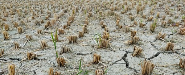 'Flash droughts' are striking faster as the world warms, scientists warn