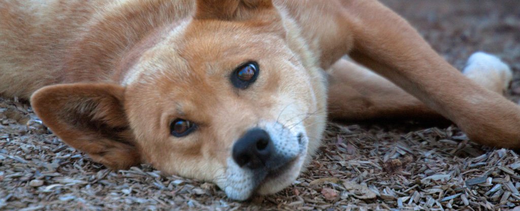 Finalmente sabemos dónde se sientan los dingos en el árbol genealógico evolutivo de los perros