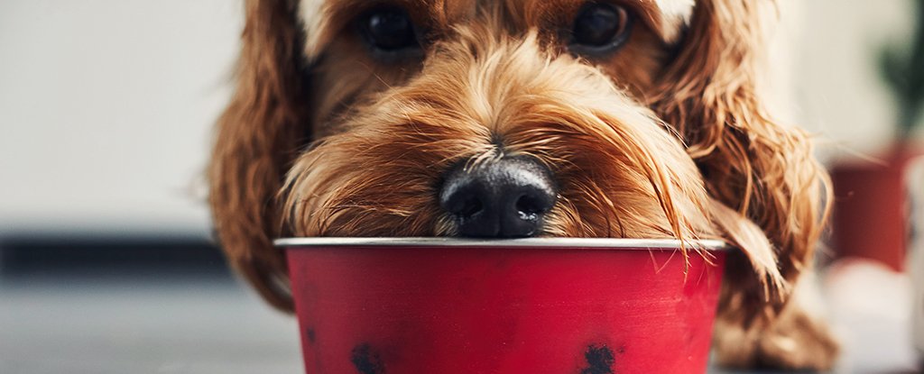 Casi nadie está alimentando a su perro de manera segura, sugiere un estudio de EE. UU.