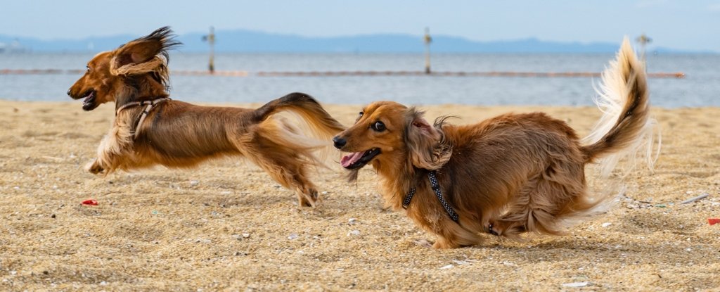 Las razas de perros no explican su comportamiento tanto como pensamos, dicen los científicos