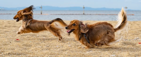 Dog breeds don't explain their behavior as much as we think, scientists say