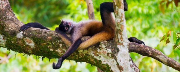 These monkeys' taste for boozy fruit could explain why humans love alcohol, too