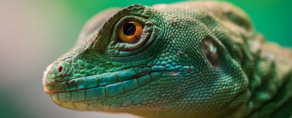 Over 20% of reptile species are now at risk of extinction, scientists warn