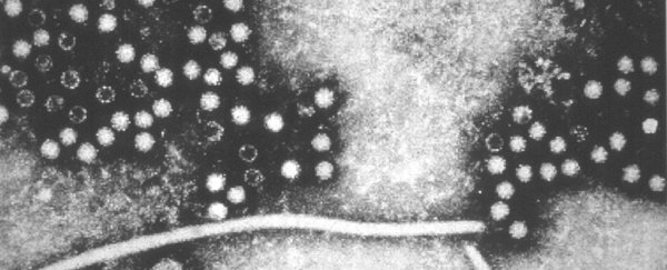 Over 5,000 previously unknown viruses have been discovered lurking in the oceans