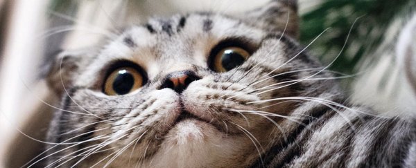 Here are 4 simple tips to avoid this common health problem for your cat or dog