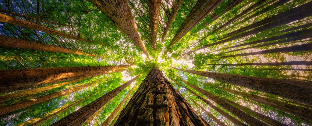 Acabamos de encontrar un rasgo secreto que puede ayudar a las secuoyas a sobrevivir al cambio climático