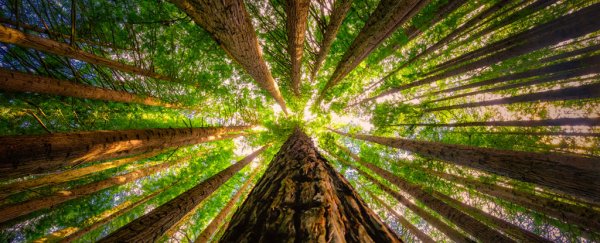 We just found a secret trait that may help redwood trees survive climate change
