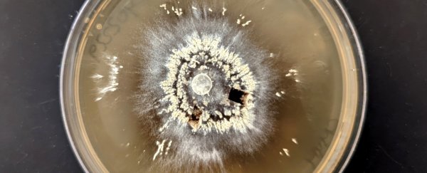 Megafires are catastrophically destructive, but these microbes thrive in them