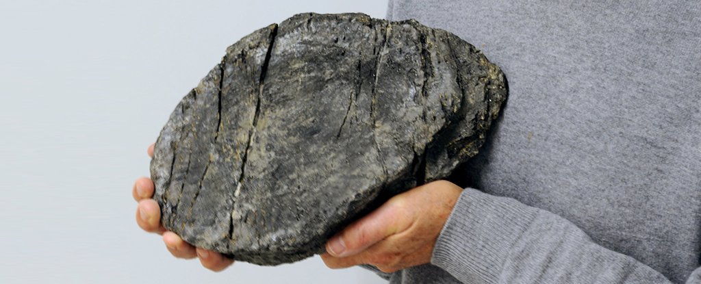 Heinz Furrer holding a single ichthyosaur vertebra. 