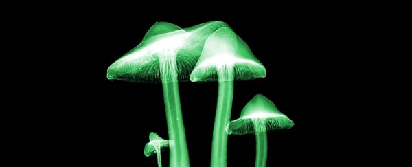 Fungi May Be Communicating in a Way That Looks Uncannily Like Human Speech
