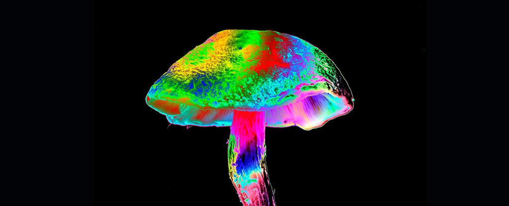 Magic Mushrooms Were Linked to Lower Opioid Addiction Risk in Huge New Study