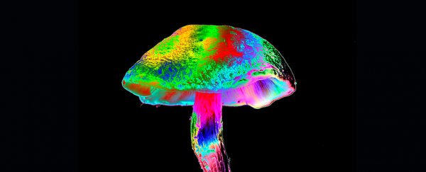 Magic mushrooms were linked to lower opioid addiction risk in huge new study
