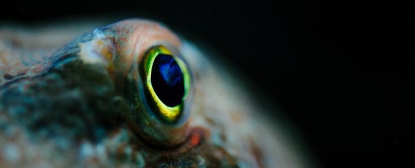 Hidden world of octopus cities shows we must leave these sentient creatures alone