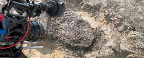 A dinosaur killed on the day of the fatal asteroid may have been discovered