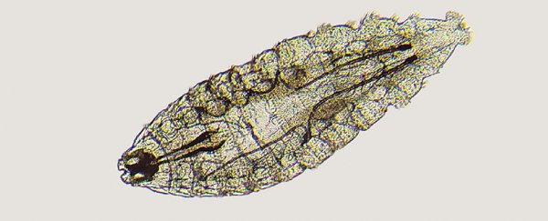 Medical case details maggot infestation in the eye of a seriously unlucky gardener