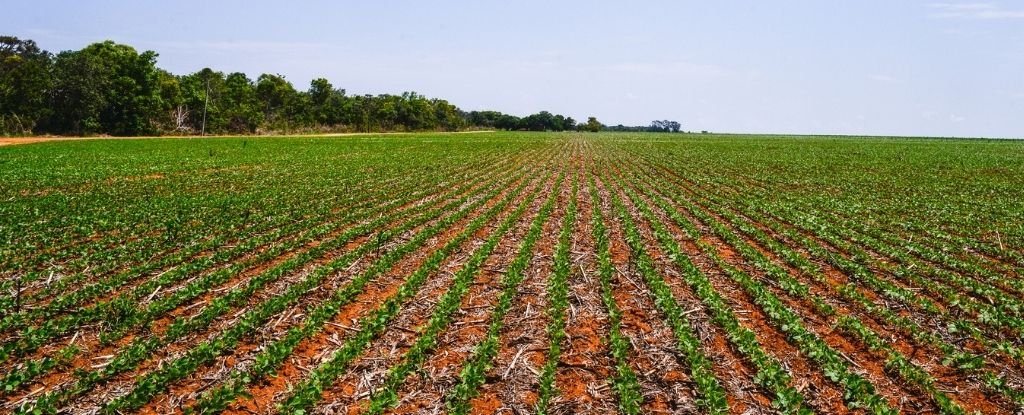 Der verurteilende Bericht warnt davor, dass wir die Lebensmittelproduktion ändern müssen, um unseren Planeten zu retten.  Hier ist wie