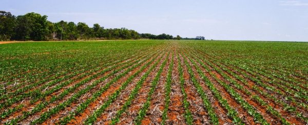 Damning report warns we must change food production to save our planet. Here's how
