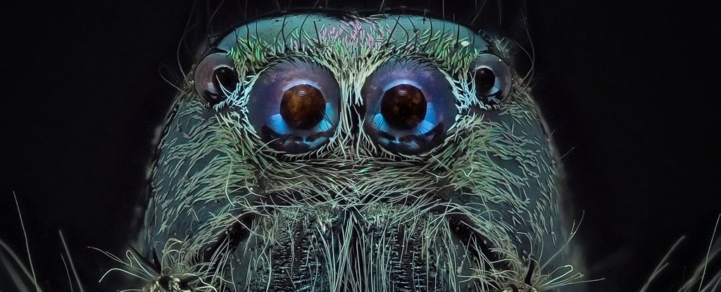 Close-up of a spider. 