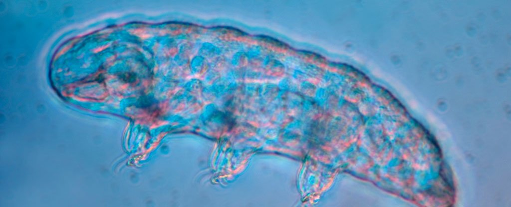 Tardigrades May Ride Snails to Get to a Destination, Even if It Means Death