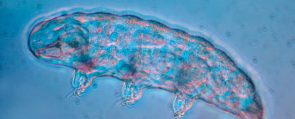 Tardigrades may ride snails to get to a destination, even if it means death