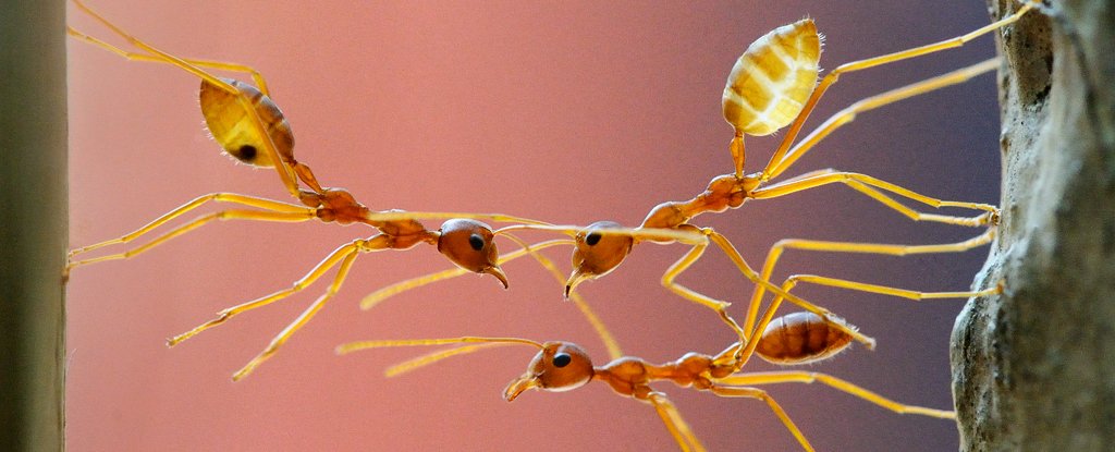 Ants working together to bridge a gap. 