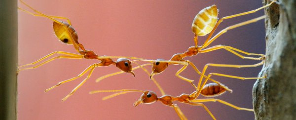 Ants can literally build bridges without training, and you can watch them in action