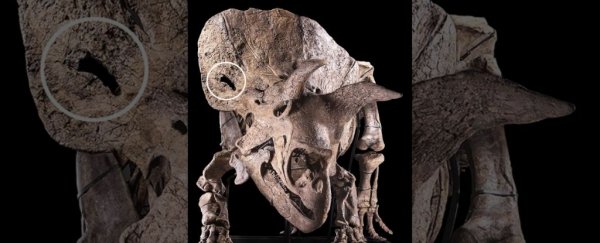 Traces of Dirty In-Fighting Have Been Found on This Massive Triceratops