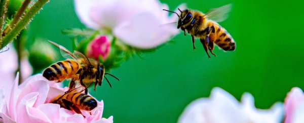 Honeybees can learn the difference between odd and even numbers, just like us