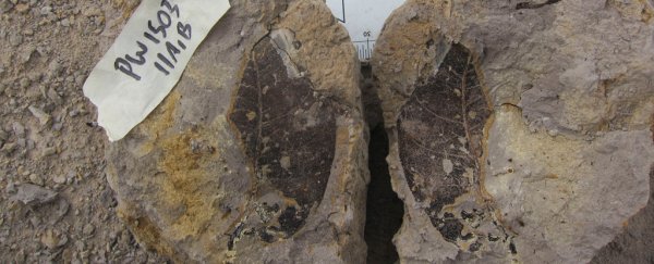 Fossils of leaves in Borneo reveal an ancient 4 million-year-old forest