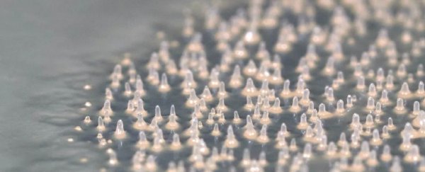 Mysterious slime mold acts like a multicellular collective when feeding