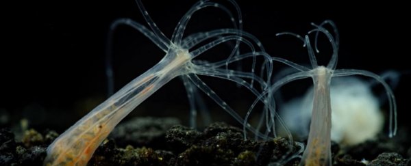 A strange genetic link between humans and sea anemones was just confirmed