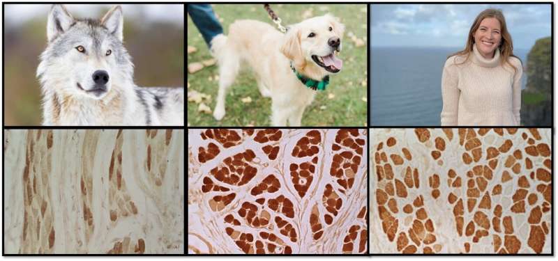 Images of wolfdogs and humans with micrographs of associated muscle samples below.