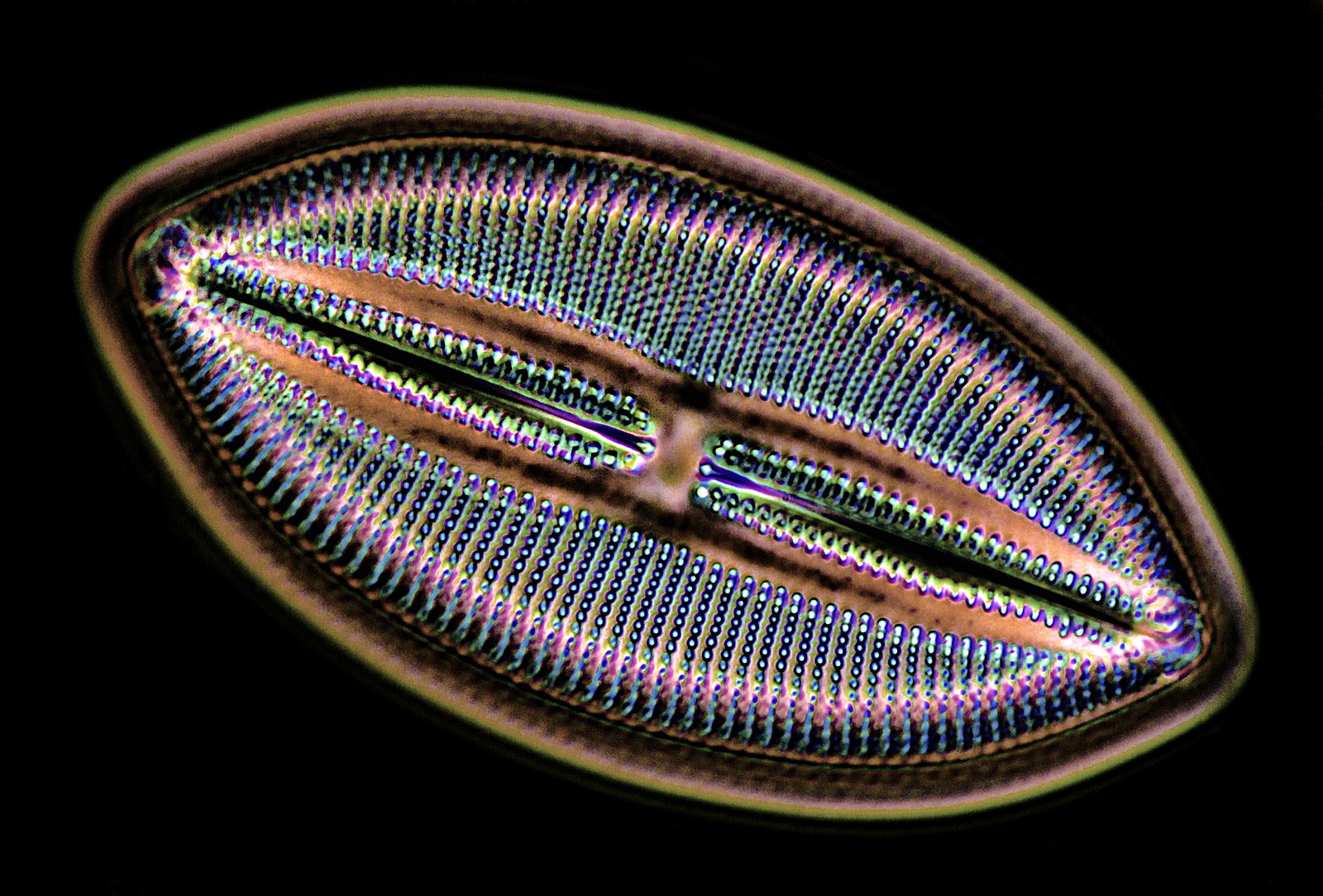 Incredible details of an opalized silica frustule under 1500x magnification.