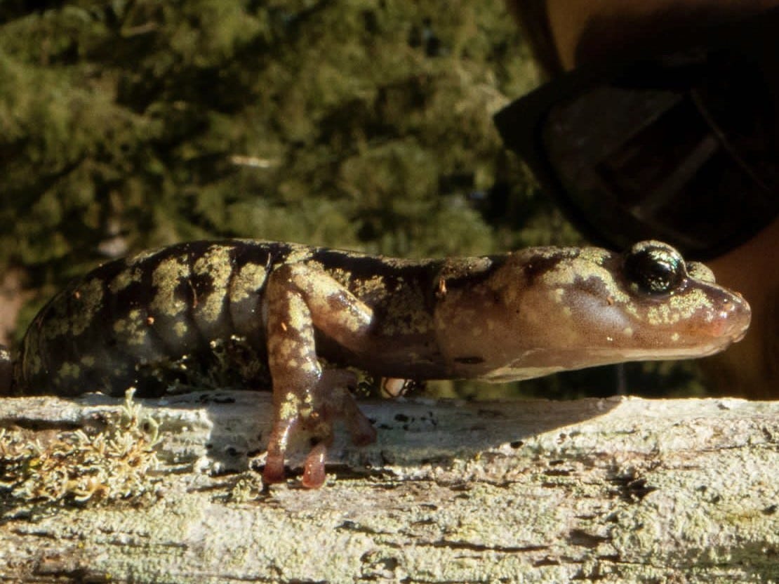 A. vagrans or the wandering salamander. (Christian Brown)