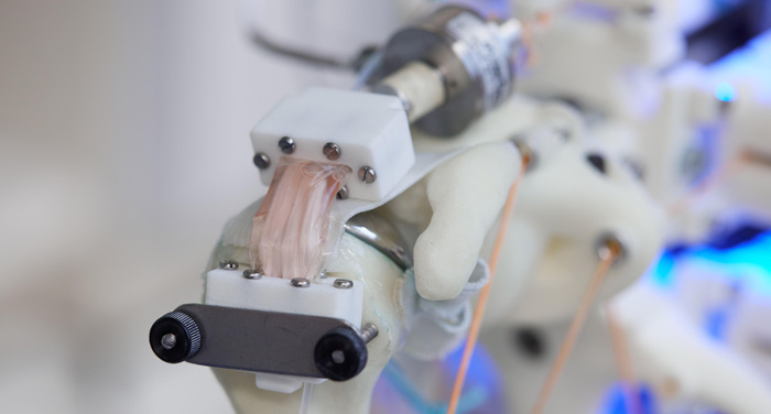 Robotic Shoulders May Be The Key to Lab-Made Tendon Grafts