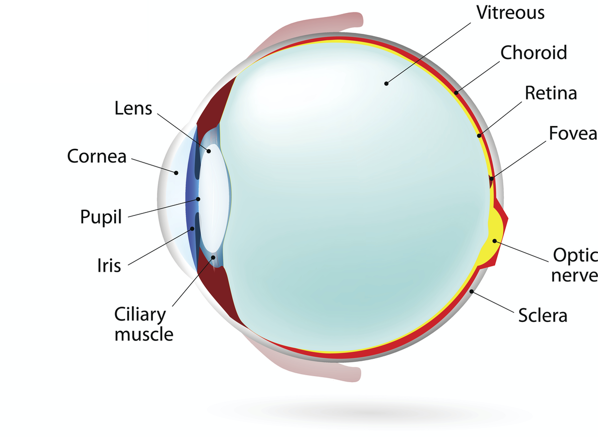 Pupil and lens are important parts of the eye involved in focusing on objects. (ttsz/iStock/Getty Images)